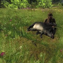 2014-10-07 1445 - Logger's Point - Feral hog (3.3)_croppedthumbnail.jpg