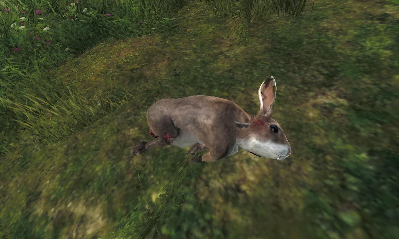 2014-11-17 1727 - Logger's Point - Cottontail Rabbit (57.2).jpg