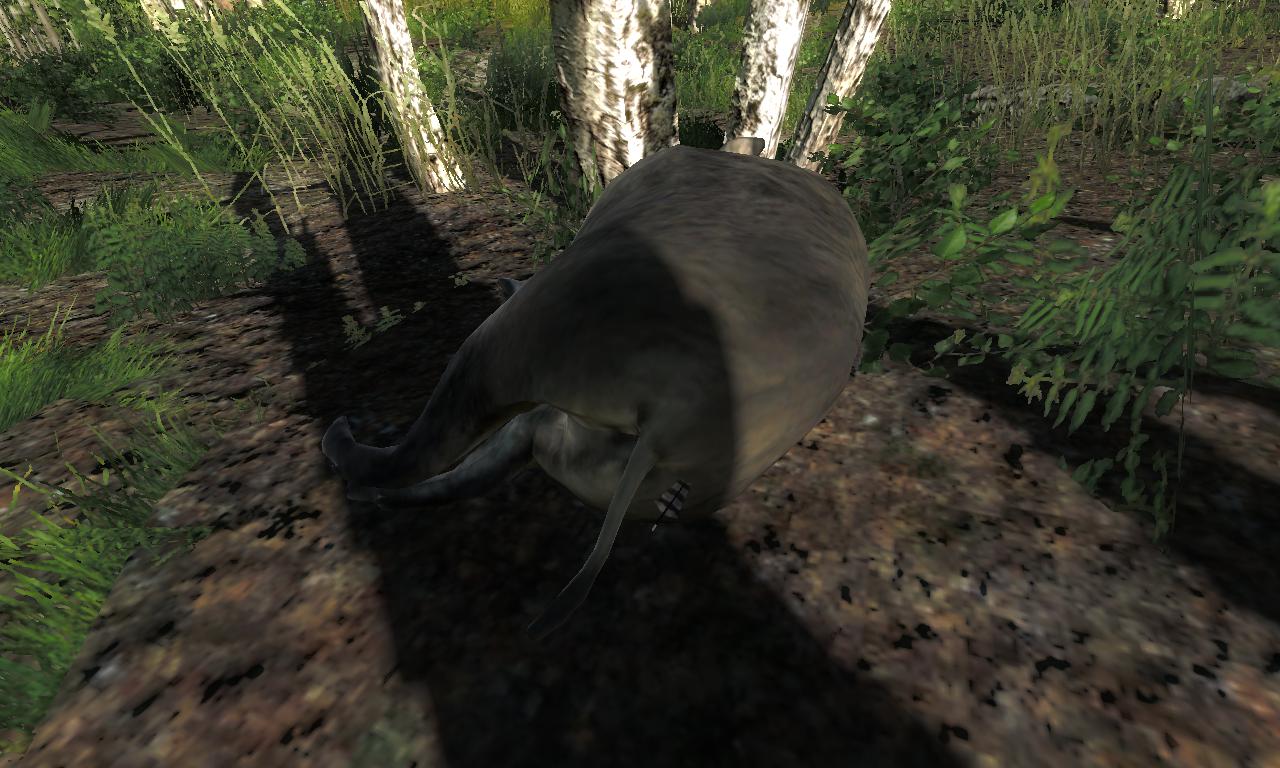 2014-12-06 1003 - Logger's Point - Feral hog (3.3).jpg